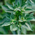 Ashwaganda